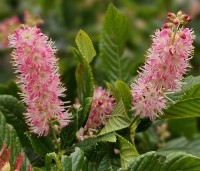 Clethra alnifolia 'Pink Spire' - Schijnsels 'Pink Spire' - 2