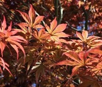 Acer palmatum 'Beni Hagoromo' - Japanse Esdoorn 'Beni Hagoromo' - 4