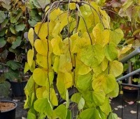 Cercis canadensis 'Golden Falls' - Cercis canadensis 'Golden Falls' - 1