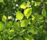 Betula nigra - Zwarte berk - 2