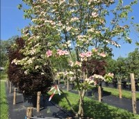 Cornus 'Norman Hadden' - Japanse grootbloemige kornoelje 'Norman Hadden' - 4