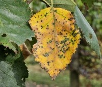 Betula utilis 'Doorenbos' - Himalayaberk - 2