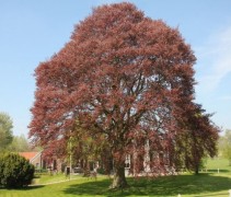 Fagus sylvatica 'Atropunicea'