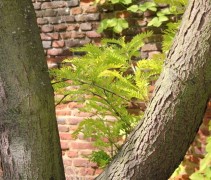 Gleditsia Sunburst stam en jonge takken