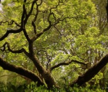 Koelreuteria Paniculata