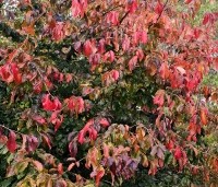 Parrotia persica 'Bella' - Perzisch IJzerhout - 4