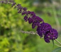 Buddleja davidii 'Black Knight' - Vlinderstruik 'Black Knight' - 2