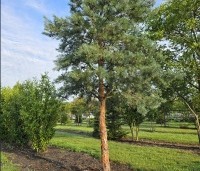 Pinus sylvestris 'Glauca' - Grove den 'Glauca' - 2