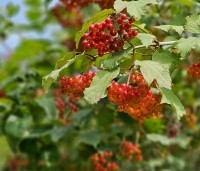 Viburnum opulus - Gelderse Roos - 1