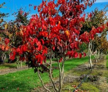 Parrotia persica 'Bella' als struikvorm, meerstammig