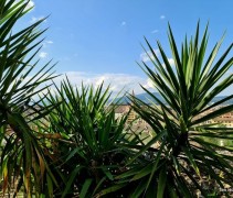 Yucca toepassing in Florence Italia