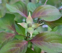 Cornus kousa 'Cappucino'