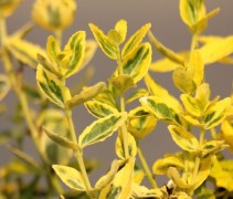 Frisse jonge uitlopers van de Kardinaalsmuts 'Emerald'n Gold'