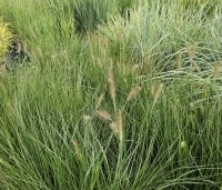 Pennisetum alopecuroides 'Hameln' - Lampenpoetsersgras 'Hameln' - 1