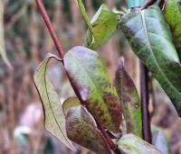 Lonicera henryi - Groenblijvende kamperfoelie - 1