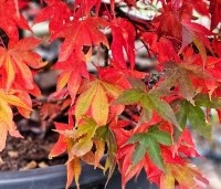 Acer palmatum 'Osakazuki' - Japanse Esdoorn 'Osakazuki' - 1