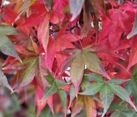 Acer palmatum 'Osakazuki' - Japanse Esdoorn 'Osakazuki' - herfst