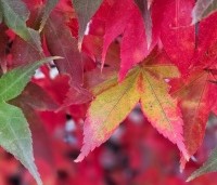Acer palmatum 'Osakazuki' - Japanse Esdoorn 'Osakazuki' - 2