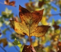 Liriodendron tulipifera - Tulpenboom - 7