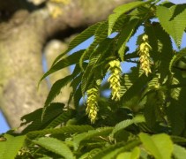 Carpinus japonica vrucht