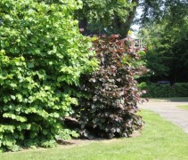 Corylus Avellana groen en rood blad