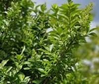 Ligustrum vulgare - Wilde Liguster - 2