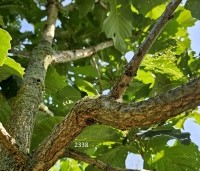 Quercus pontica - Pontische eik - 2