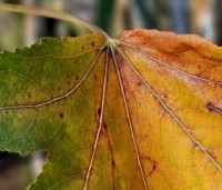 Liquidambar styraciflua 'Oakville Highlight' - Zuilvormig groeiende amberboom - herfst