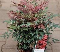Nandina domestica 'Obsessed' - Hemelse bamboe 'Obsessed' - 1