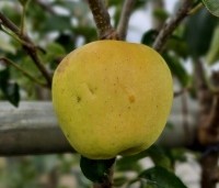 Malus dom. 'Golden Delicious' - Malus dom. 'Golden Delicious' - 3