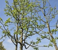 Malus dom. 'Golden Delicious' - Malus dom. 'Golden Delicious' - 2