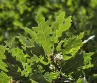 Quercus cerris - Moseik - 1