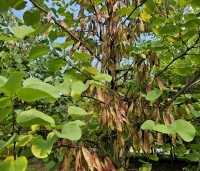 Cercis siliquastrum - Judasboom - 5
