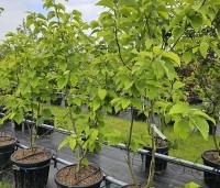 Magnolia acuminata 'Blue Opal' - Magnolia 'Blue Opal' - voorraad juni 2024
