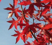 Liquidambar styraciflua 'Worpleston'