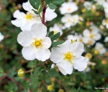 Potentilla 'Abbotswood' 