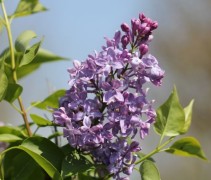 Syringa hya. Lavender Lady