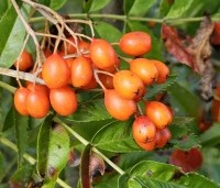 Sorbus 'Dodong' - Lijsterbes 'Dodong' - 2
