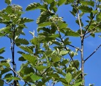 Sorbus intermedia 'Brouwers' - Zweedse Lijsterbes - 5