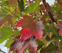 Acer rubrum 'Summer Red'  - Amerikaanse Esdoorn - 3