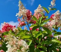 Hydrangea paniculata 'Pinky Winky' - Pluimhortensia 'Pinky Winky' - 1
