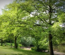 Alnus glutinosa 'Laciniata'
