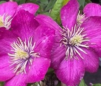 Clematis 'Ville de Lyon' - Bosrank 'Ville de Lyon'  - 1