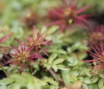 Acaena microphylla 'Kupferteppich' open bloem