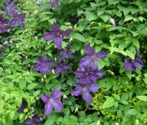 Bosrank 'Jackmanii' klimplant in bloei