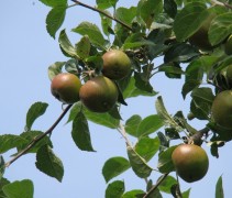 Malus domestica 'Reinette Grise'