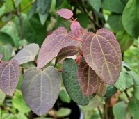 Cercidiphyllum japonicum  - Katsuraboom - uitloopkleur jong blad