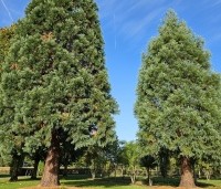 Sequoiadendron giganteum - Mammoetboom - 1