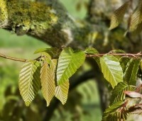Carpinus henryana - Chinese haagbeuk - 1