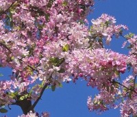 Malus floribunda - Sierappel - 6